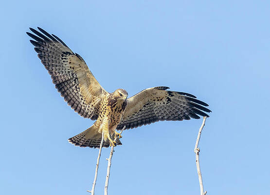 Swainson's Hawk Landing 2 by Michael Chatt Swainson's Hawk Landing 2 by Michael Chatt