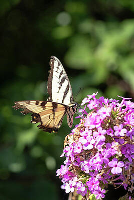 Swallowtail by Patty Colabuono Swallowtail by Patty Colabuono
