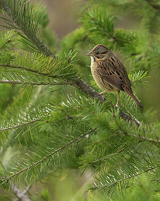 Wall Art - Photograph - Swamp Sparrow by Loyd Towe Photography