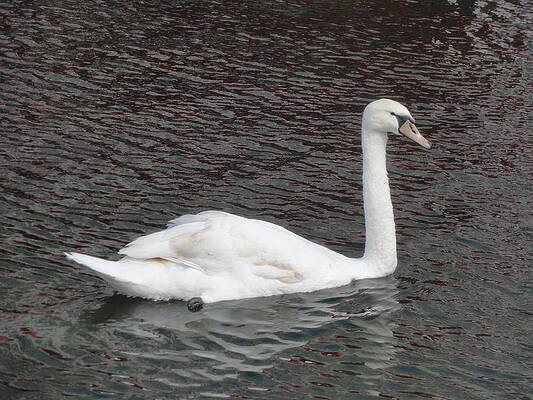 Swan by John Bridge