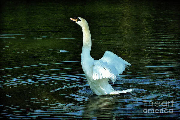 Swan Rising by Yvonne Johnstone Swan Rising by Yvonne Johnstone