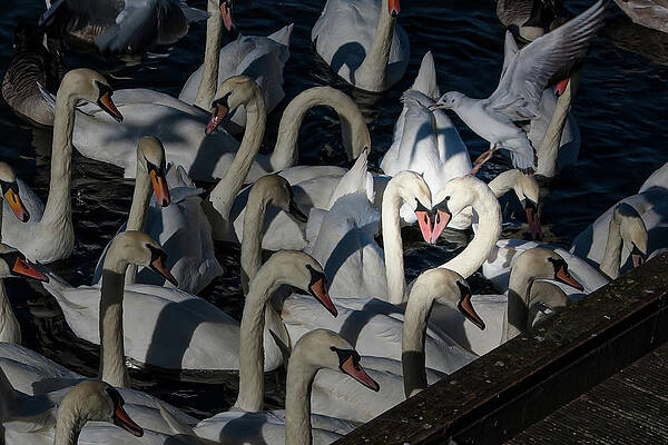 Swans by the Dock by SnapHappy Photos Swans by the Dock by SnapHappy Photos