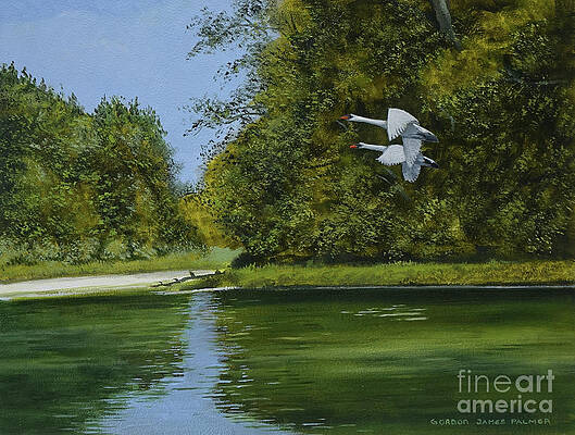 Swans over Tamerton Lake by GORDON PALMER Swans over Tamerton Lake by GORDON PALMER
