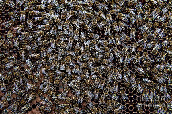 Swarm Of Honey Bees Working On Combs Producing Honey And Breed In Teamwork by Andreas Berthold Swarm Of Honey Bees Working On Combs Producing Honey And Breed In Teamwork by Andreas Berthold