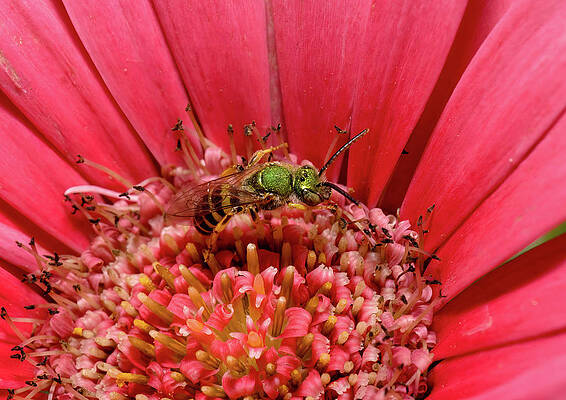 Sweat Bee on Gerbera by Jean Noren Sweat Bee on Gerbera by Jean Noren