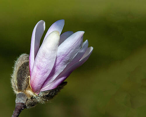 Sweet Magnolia by Cathy Kovarik Sweet Magnolia by Cathy Kovarik
