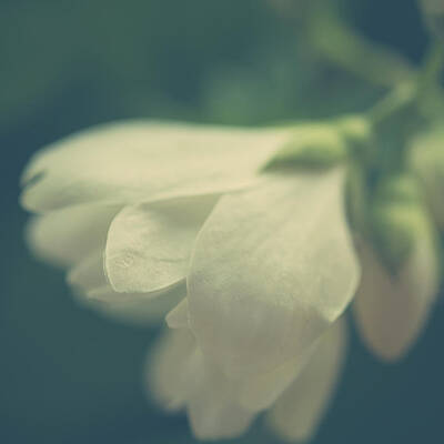 Wall Art - Photograph - Sweet Mock Orange Square Crop by Joni Eskridge