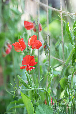 Sweet Pea Solar Flare Flowers by Tim Gainey Sweet Pea Solar Flare Flowers by Tim Gainey