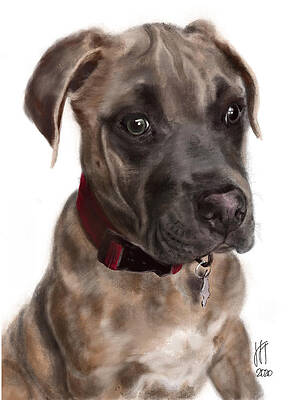 Sweet Pit Bull Puppy with a Red Collar by Lois Ivancin Tavaf Sweet Pit Bull Puppy with a Red Collar by Lois Ivancin Tavaf