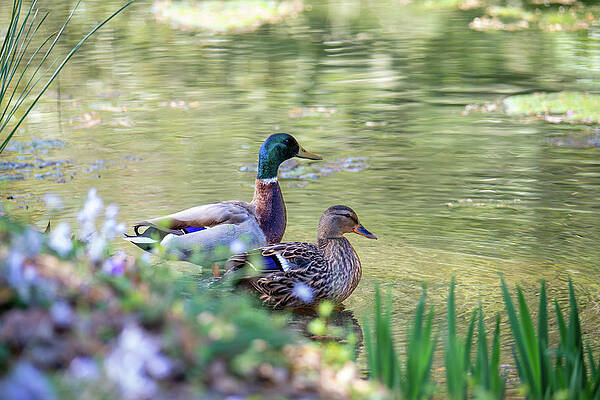 Wall Art featuring the photograph Sweethearts by Rachel Morrison
