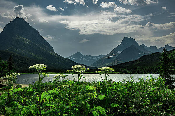 Mountain Wall Art featuring the photograph Swiftcurrent Flowers by Matt Halvorson