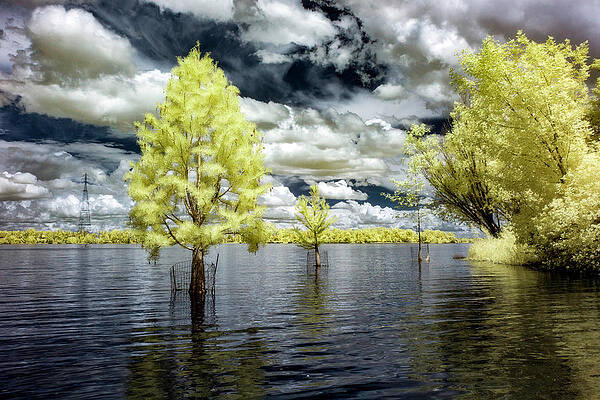 Swimming Tree by Harold Carlson Swimming Tree by Harold Carlson