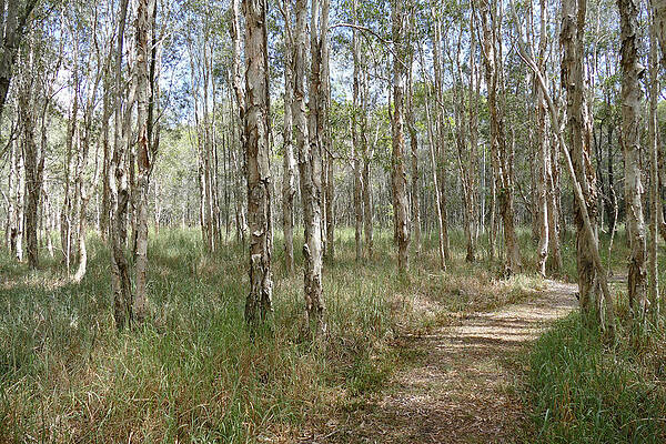 Take a Walk in the Paperbark Forest by Maryse Jansen Take a Walk in the Paperbark Forest by Maryse Jansen