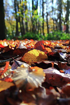 Take time to sit and watch the leaves turn by Lenscapeimages UK Take time to sit and watch the leaves turn by Lenscapeimages UK
