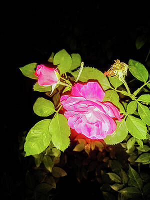 Take time to smell the roses by SUPRIYA SHARMA