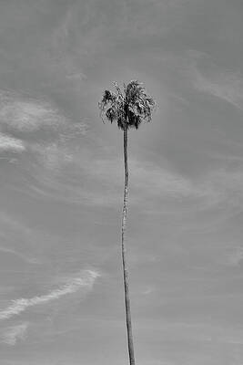 Tall Florida Palm by Robert Wilder Jr Tall Florida Palm by Robert Wilder Jr