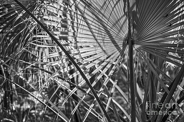 Tangled Forest by Patrick M Lynch Tangled Forest by Patrick M Lynch