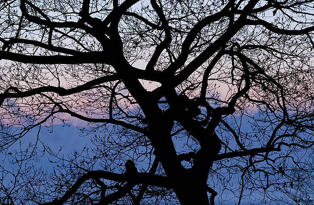 Tangled Oak by Michael Olson Tangled Oak by Michael Olson