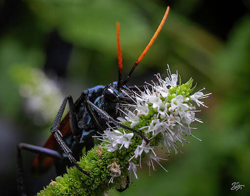 Tarantula Hawk Wasp 3 by Endre Balogh Tarantula Hawk Wasp 3 by Endre Balogh