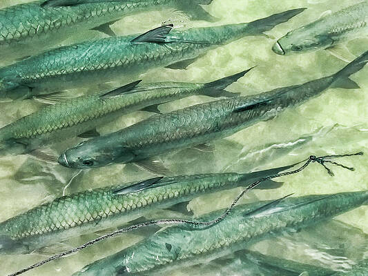 Wall Art - Photograph - Tarpon Together by Louise Lindsay