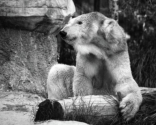 Wall Art - Photograph - Tatqiq's Big Stick by American Landscapes