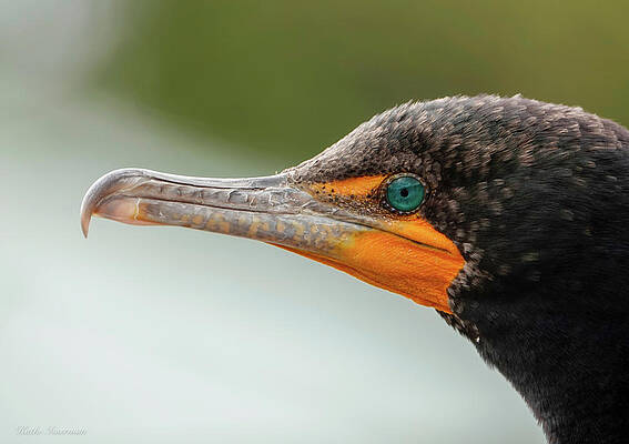 Wall Art - Photograph - Teal Eyes by Kathi Isserman