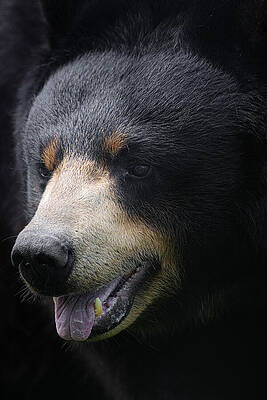 Wall Art - Photograph - Teddy the Bear by Jennifer Fabian