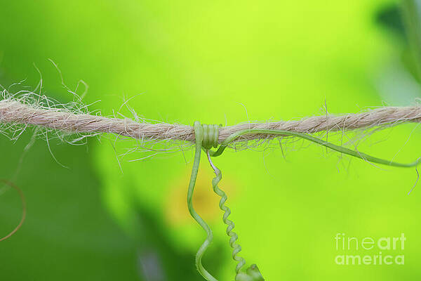 Tendril and Twine by Tim Gainey Tendril and Twine by Tim Gainey