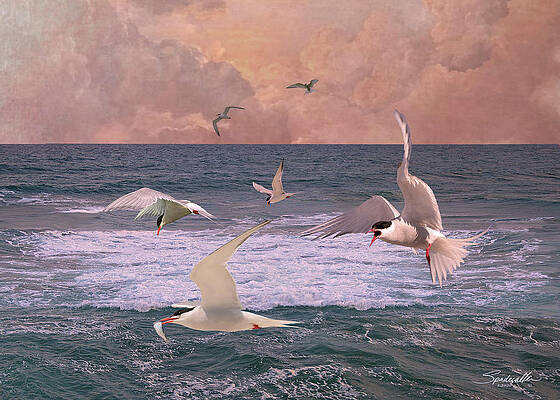 Terns Feeding at Sea by Spadecaller Terns Feeding at Sea by Spadecaller