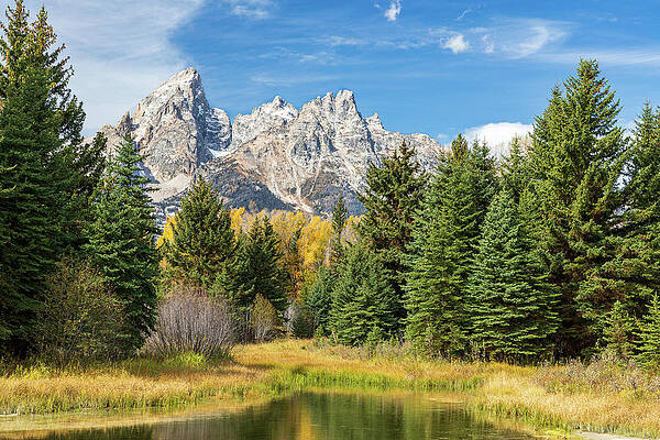 Wall Art - Photograph - Tetons in the Trees by Tim Stanley