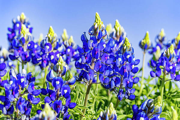 Wall Art - Photograph - Texas Bluebonnet by Kelley King