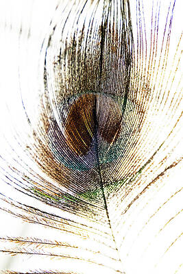 The Abstraction Of A Peacock Feather no. 3 by Bruce Davis The Abstraction Of A Peacock Feather no. 3 by Bruce Davis