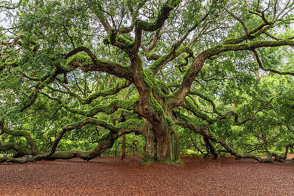 Angel oak blanket hot sale