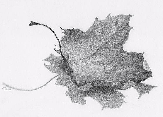 Fallen Leaves Drawings Fine Art America