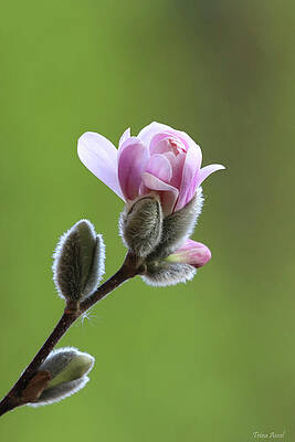 Wall Art - Photograph - The Beauty of Spring Blooms by Trina Ansel
