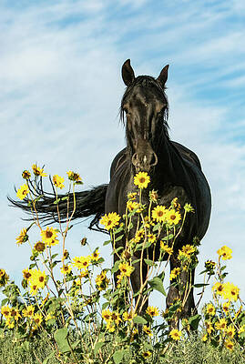 The Black Stallion by Kent Keller The Black Stallion by Kent Keller