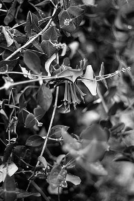 The Blooms Within - October 2024 by Joseph A Langley The Blooms Within - October 2024 by Joseph A Langley