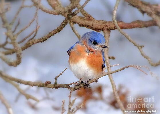 The Bluebird of Happiness In Winter by Tami Quigley The Bluebird of Happiness In Winter by Tami Quigley