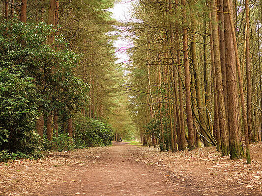 The clearest way into the Universe is through a forest wilderness by Santosh Puthran The clearest way into the Universe is through a forest wilderness by Santosh Puthran