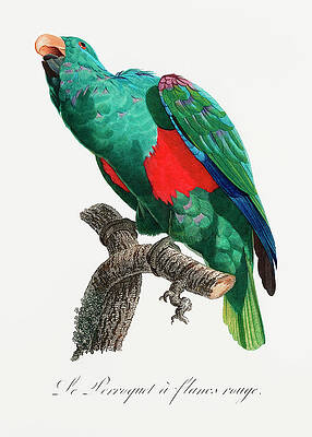 Wall Art - Drawing - The Eclectus Parro by Francois Levaillant