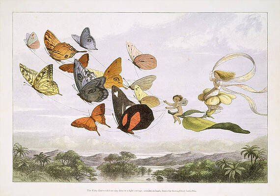 Wall Art - Drawing - The Fairy Queen Takes an Airy Drive in a Light Carriage,  drawn by Thoroughbred Butterflies by Richard Doyle