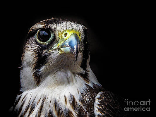 The Falcon by Robin Zygelman The Falcon by Robin Zygelman