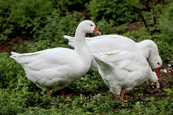 Wall Art - Photograph - The Family Geese's dinner by Soraya D'Apuzzo