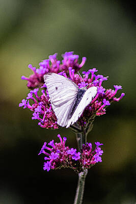 The flower and Butterfly by Angela Carrion Photography The flower and Butterfly by Angela Carrion Photography