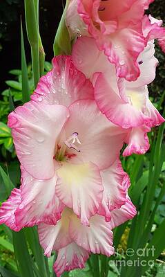 The flutter flower  by Jillian Brown