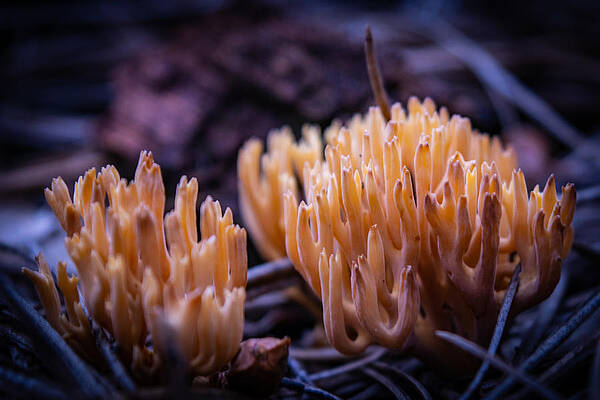 Wall Art - Photograph - The Forest Reef by Bonny Puckett