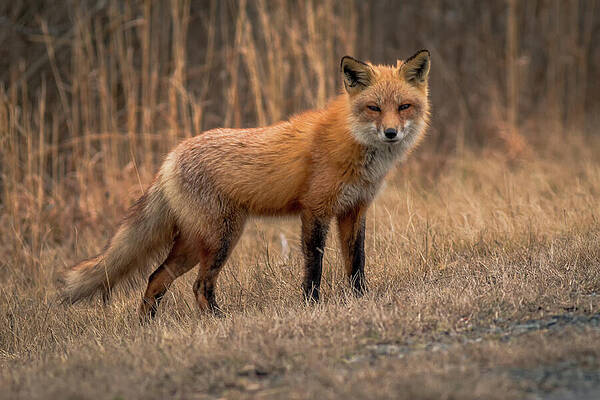 The Fox by Ken Fullerton The Fox by Ken Fullerton