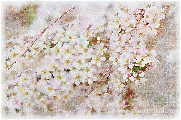 Wall Art - Photograph - The Gift of Spring by Marilyn Cornwell