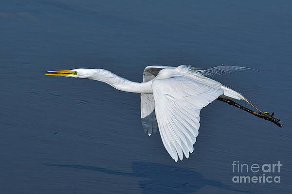 Wall Art - Photograph - The Glider by Kathy Baccari
