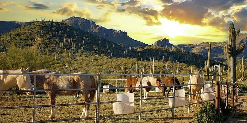 The Golden Hour by Lisa Pandone The Golden Hour by Lisa Pandone